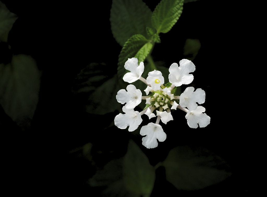 flower1020617
