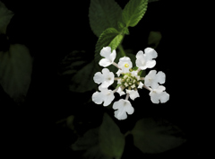flower1020617