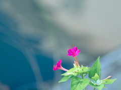 flower1030394