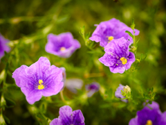 flower1030140