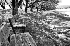 tree06096