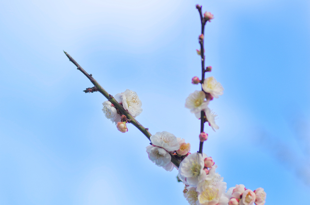 flower6391