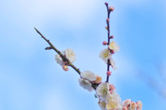 flower6391