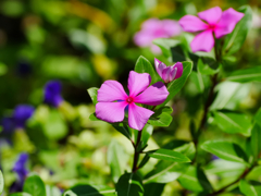 flower1040214