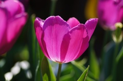 flower06077