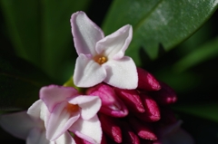 flower6602