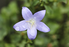 flower1020876