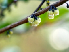 flower1000383