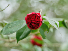 flower1000291