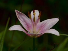 flower1020482