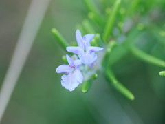 flower1030411