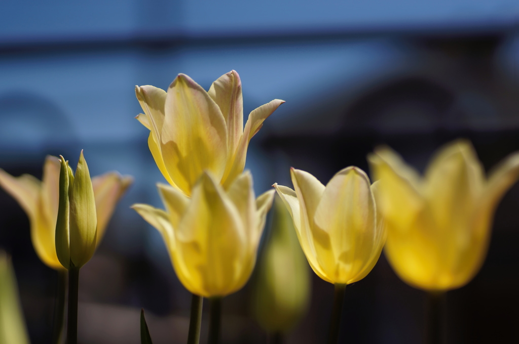 flower06085