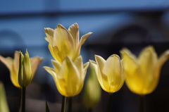 flower06085