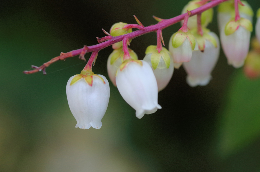flower6583