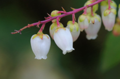 flower6583