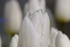 flower7928