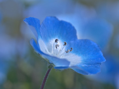 flower1010213