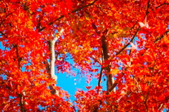 tree1479