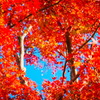 tree1479