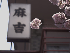 flower1000922