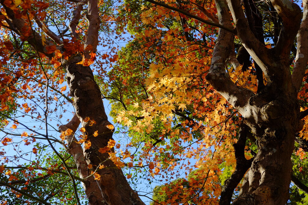 tree0226