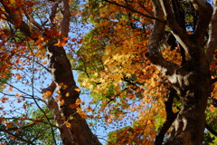 tree0226