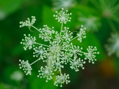 flower1040283
