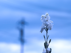 flower1020317