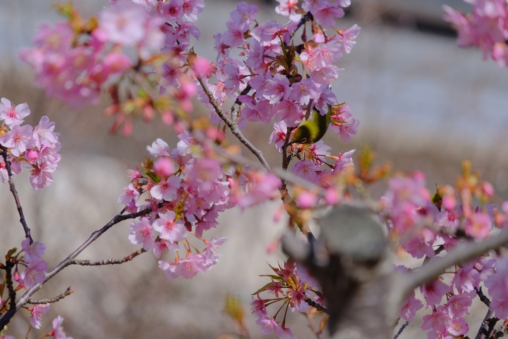 flower8264