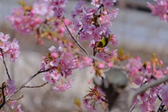 flower8264