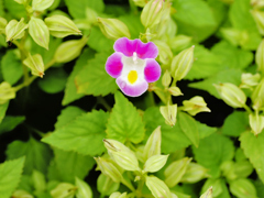 flower1030003