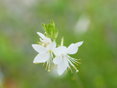 flower1020620