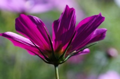 flower06620