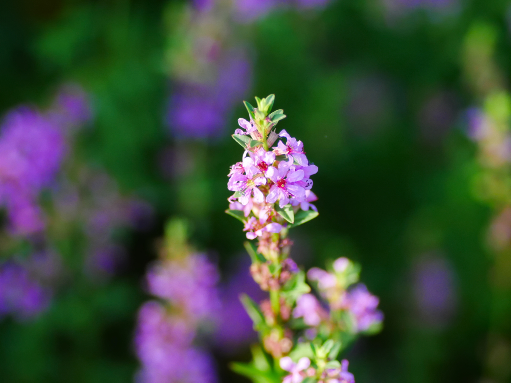 flower1030542