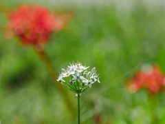 flower1040255