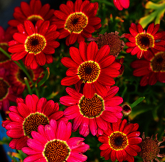 flower1020630