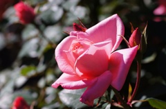 flower06478