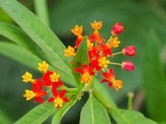 flower1030175