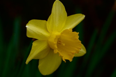 flower6906