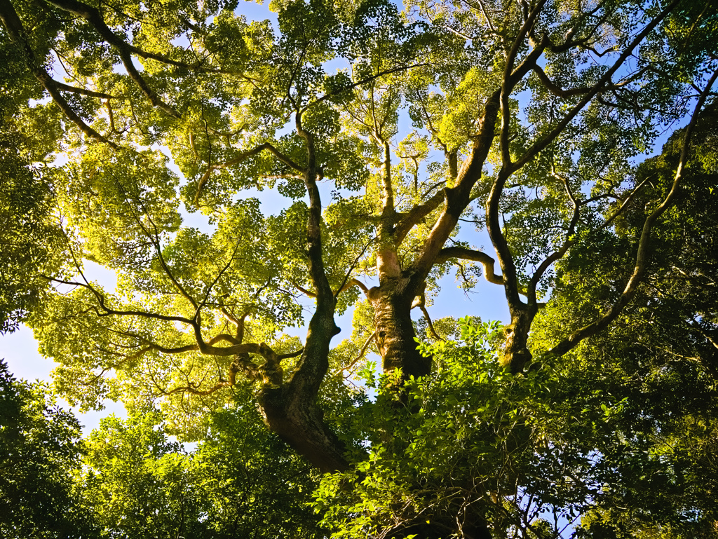 tree0269
