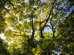 tree0269