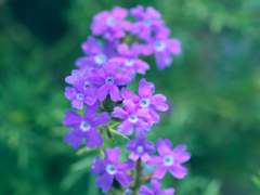 flower1030604