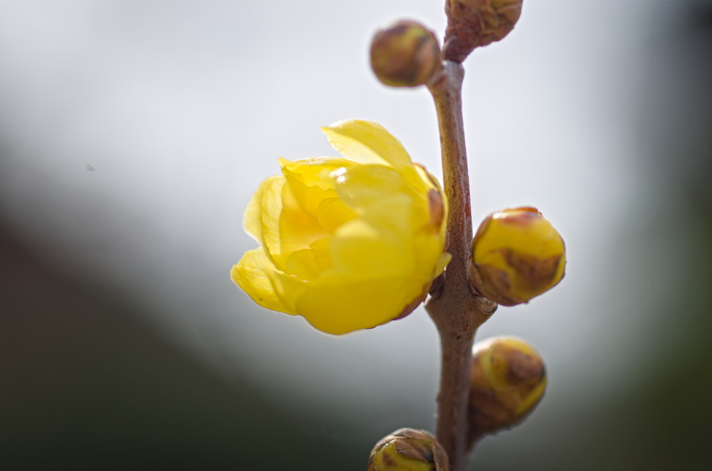flower2456