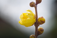 flower2456