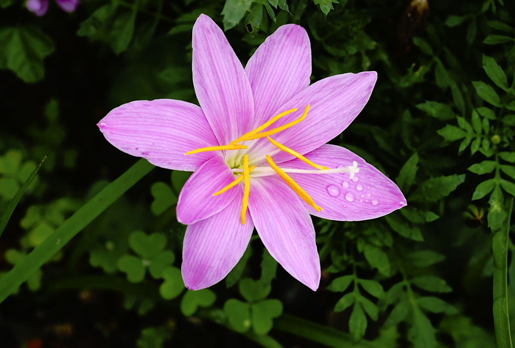flower1020987