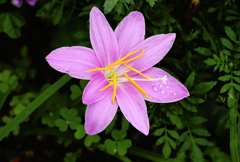 flower1020987