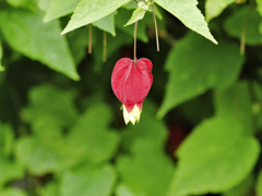 flower1030021