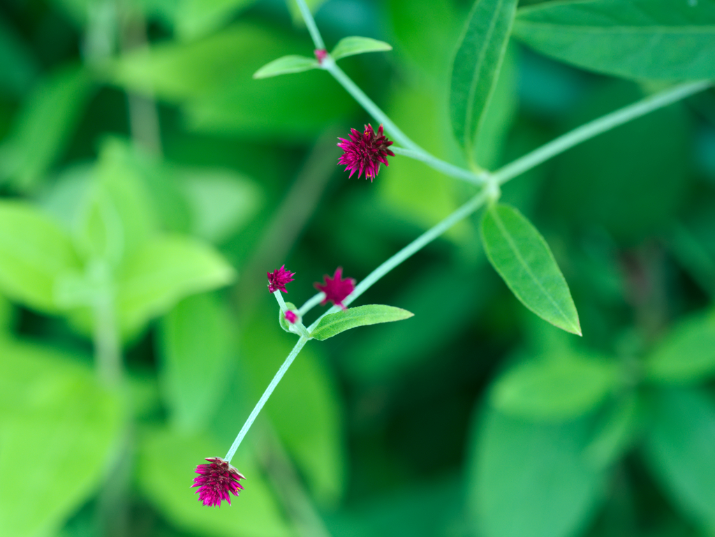 flower1030163