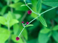 flower1030163