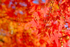 tree0208